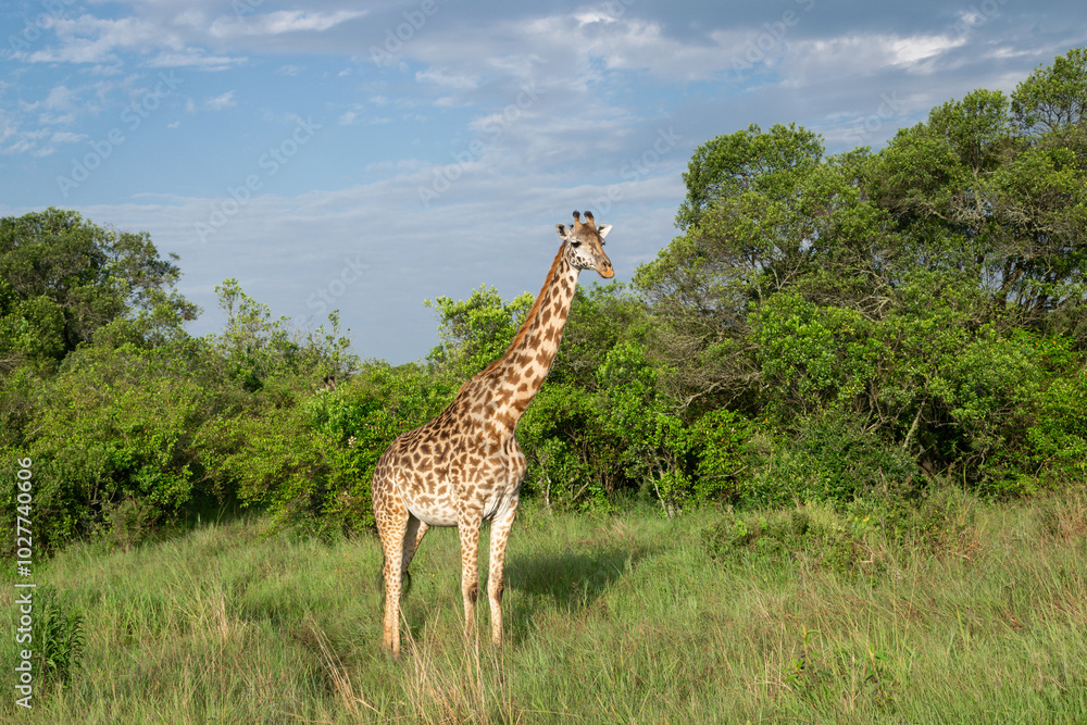 Obraz premium Kenya is a country in East Africa with a coastline on the Indian Ocean.