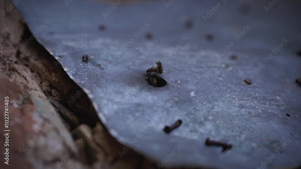 Old Traditional homemade Bee Hive in the Hilly region of Nepal Old Traditional homemade Bee Hive in the Hilly region of Nepal