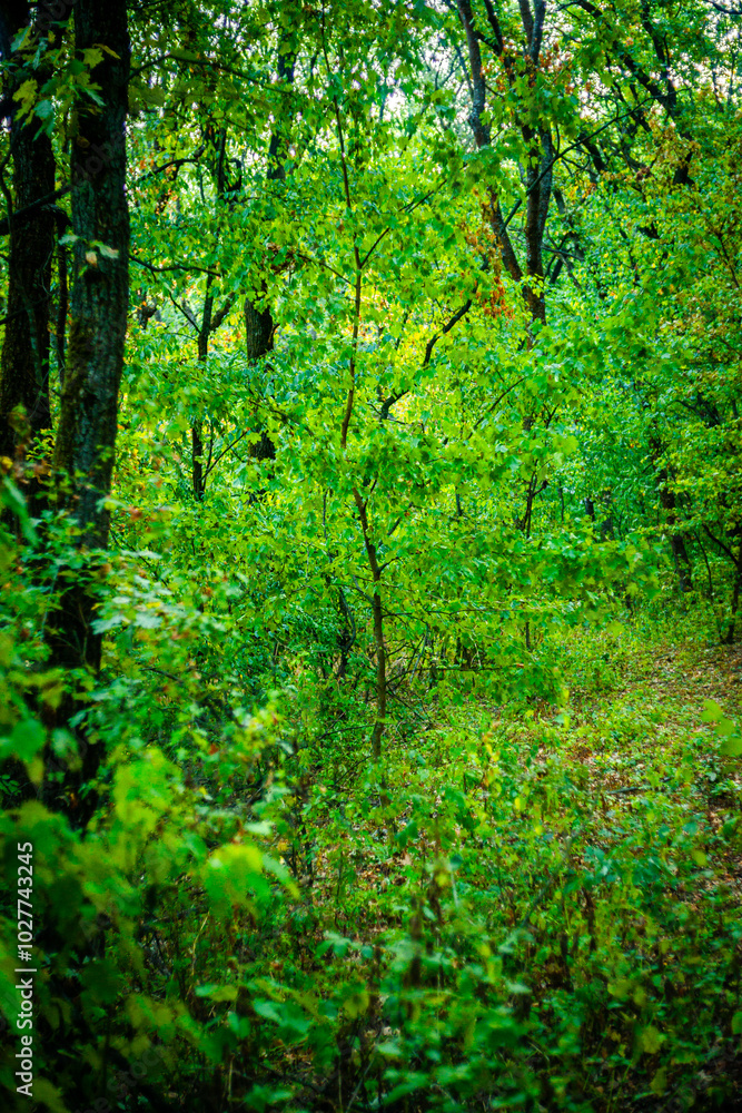 Road in the autumn forest , green trees and orange road . Leaves on the ground . Summer and autumn landscape , vertical landscape . Forest flora , no people in the frame . Yellow forest , old road . Road in the autumn forest , green trees and orange road . Leaves on the ground . Summer and autumn landscape , vertical landscape . Forest flora , no people in the frame . Yellow forest , old road .