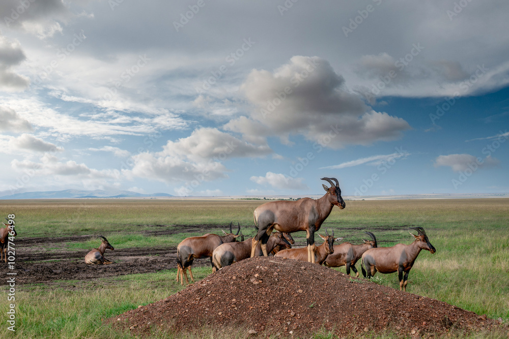 Fototapeta premium Kenya is a country in East Africa with a coastline on the Indian Ocean.