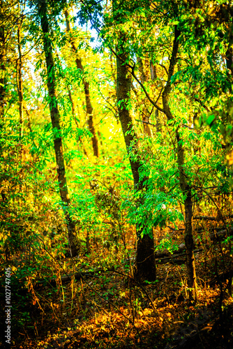 Beautiful autumn forest at the morning , autumn colors like orange and yellow, trees with leaves , woodlands in wild . Beautiful season fall . Landscape in forest , vertical picture