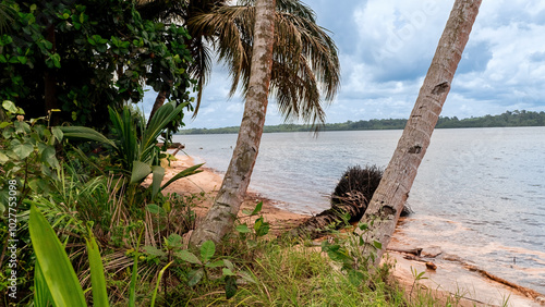The coast of Equatorial Guinea, Africa. Coconut palms tower over sandy beaches.