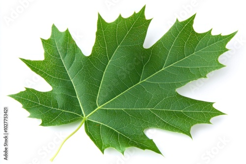 A leaf of a tree is shown in full color