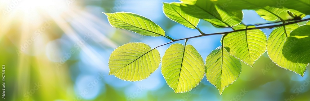 Spring morning in the park, sunlight shining on green tree leaves