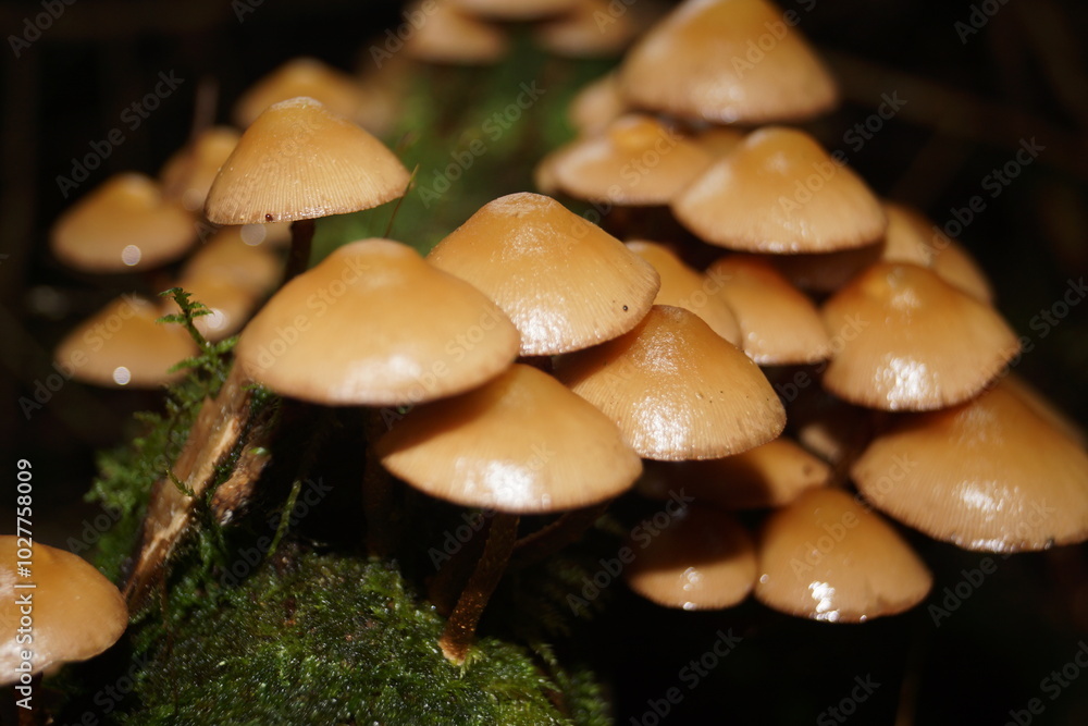 Pilze in einem Wald in Eberbach im Odenwald Pilze in einem Wald in Eberbach im Odenwald