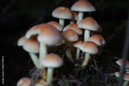 Pilze in einem Wald in Eberbach im Odenwald