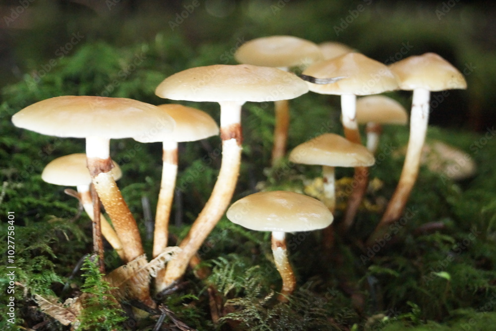 Pilze in einem Wald in Eberbach im Odenwald Pilze in einem Wald in Eberbach im Odenwald