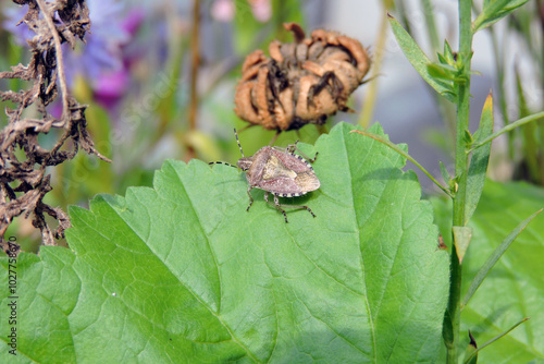 A sloe bug on a common mallow green leaf photo