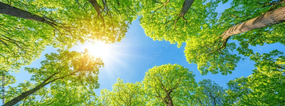 Branch and leaf panorama with bright sun in springtime blue sky. Branch and leaf panorama with bright sun in springtime blue sky.