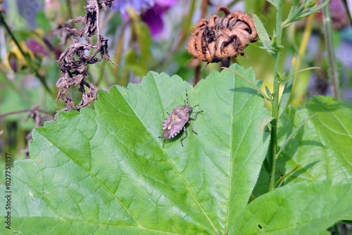 A sloe bug on a common mallow green leaf photo