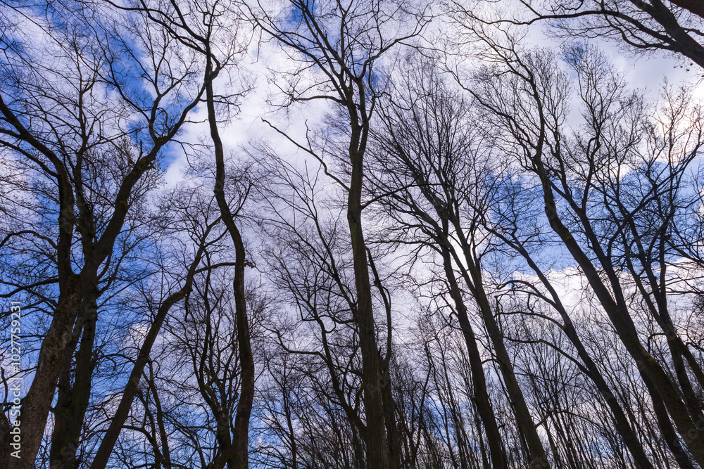 Crown of a large tree with branches. View from below. Blue sky shining through. Crown of a large tree with branches. View from below. Blue sky shining through.