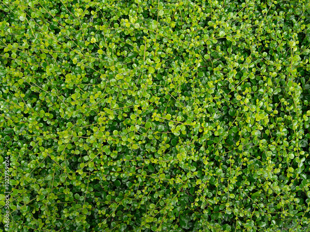 a natural texture of leaves and grass, evoking a fresh, vibrant garden in spring or summer a natural texture of leaves and grass, evoking a fresh, vibrant garden in spring or summer