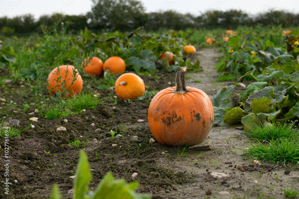 Bright Orange Pumpkin in a Countryside Pumpkin Patch: A Classic Symbol of Fall and Halloween
