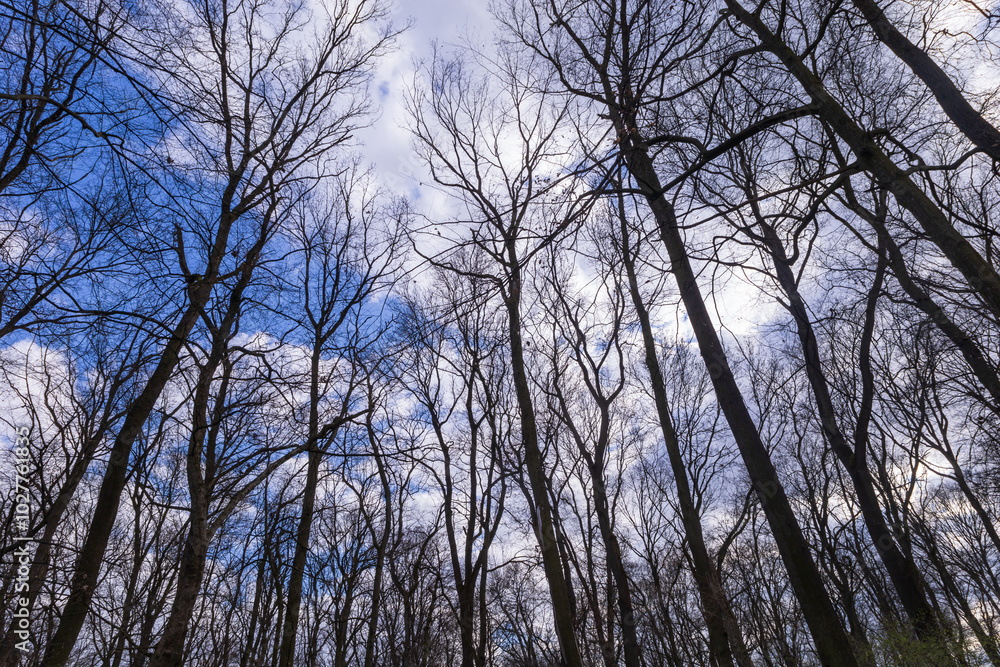 Crown of a large tree with branches. View from below. Blue sky shining through. Crown of a large tree with branches. View from below. Blue sky shining through.