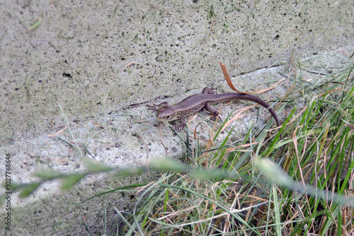 A wild sand lizard on a concrete block next to green grass photo