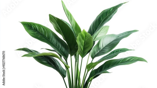 Contemporary indoor plant with lush, vivid green foliage isolated on a clean white background