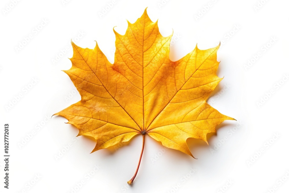 Yellow autumn maple leaf isolated on white background from a bird s eye view, nature, single leaf, close-up,autumn, bright, isolated, vibrant, flora, maple leaf, seasons Yellow autumn maple leaf isolated on white background from a bird s eye view, nature, single leaf, close-up,autumn, bright, isolated, vibrant, flora, maple leaf, seasons