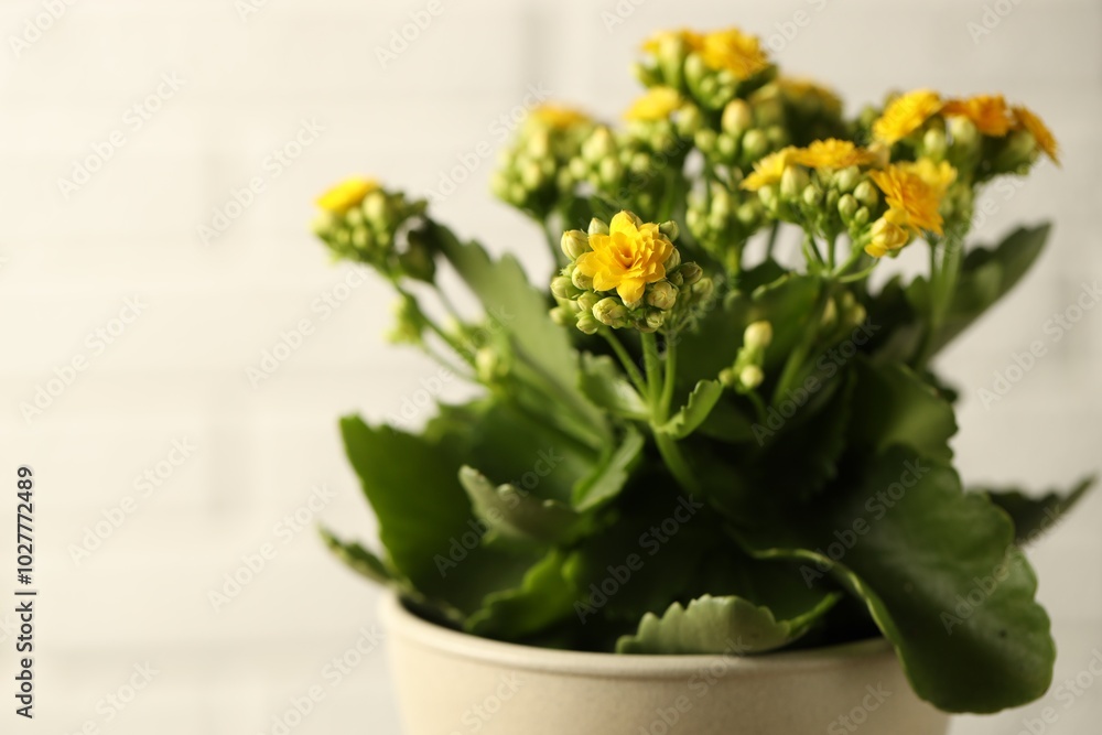 Naklejka premium Beautiful yellow kalanchoe flower on light background, closeup