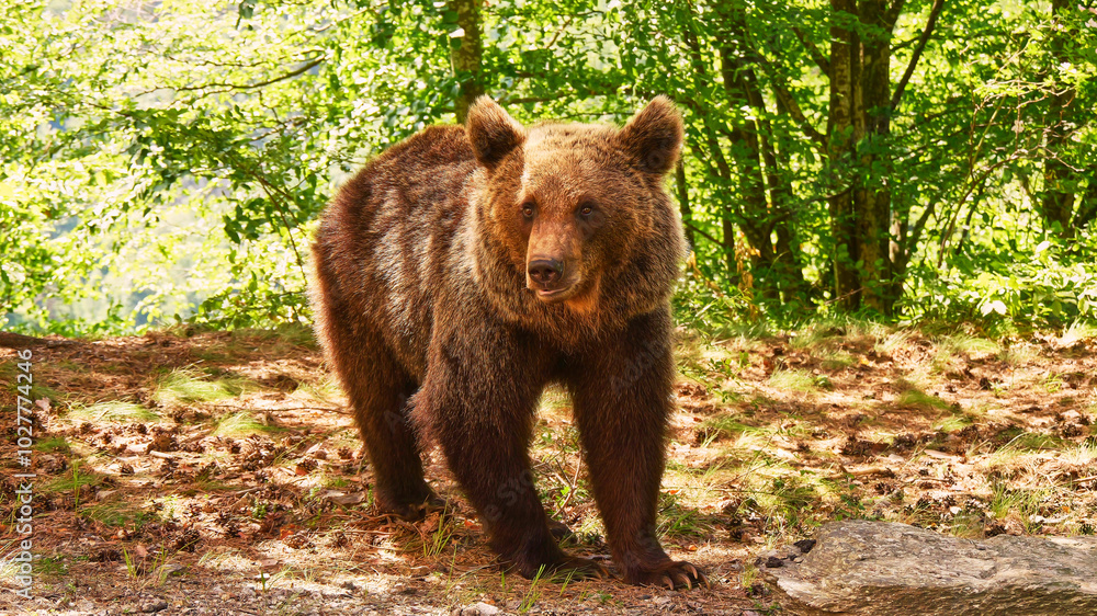 brown bear, Ursus arctos, walking in the forest, close brown bear, Ursus arctos, walking in the forest, close