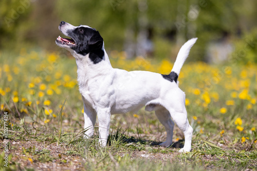 Cute adorable short smooth haired jack russell terrier standing pretty and looking to the owner outdoors on summer time with green grass background. White and black jack russell terrier posting outsid photo