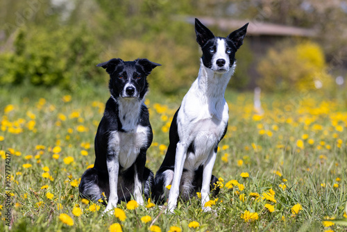 Clever, cute working black and white border collie puppy summer portrait outdoors with funny ears. Bi black smooth short haired adorable herding sheepdog baby sitting outside with green background