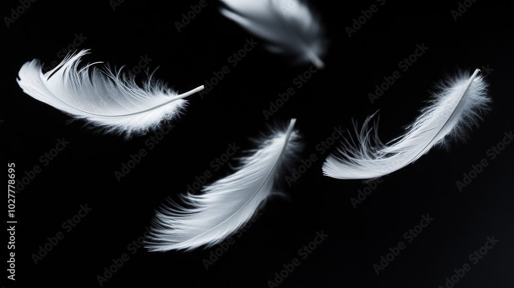 Obraz premium White feathers gracefully drifting in front of a dark black background, highlighting their light and elegant nature
