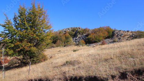 autumn in the forest