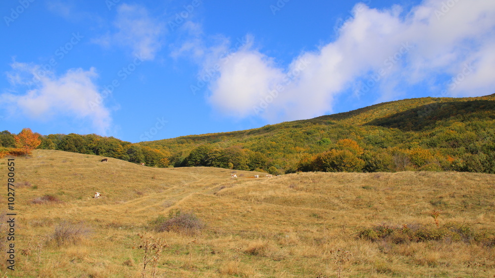 Obraz premium autumn in the mountains