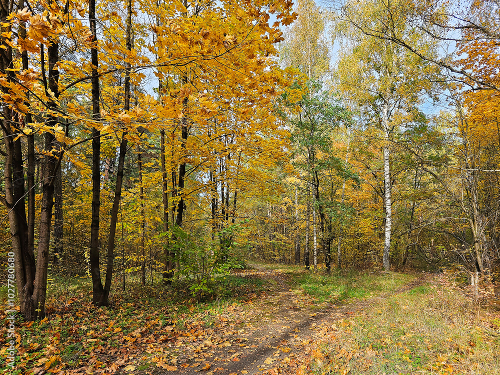 Fototapeta premium A beautiful city park with different types of trees and a variety of autumn foliage colors and green lawns in Riga, Latvia