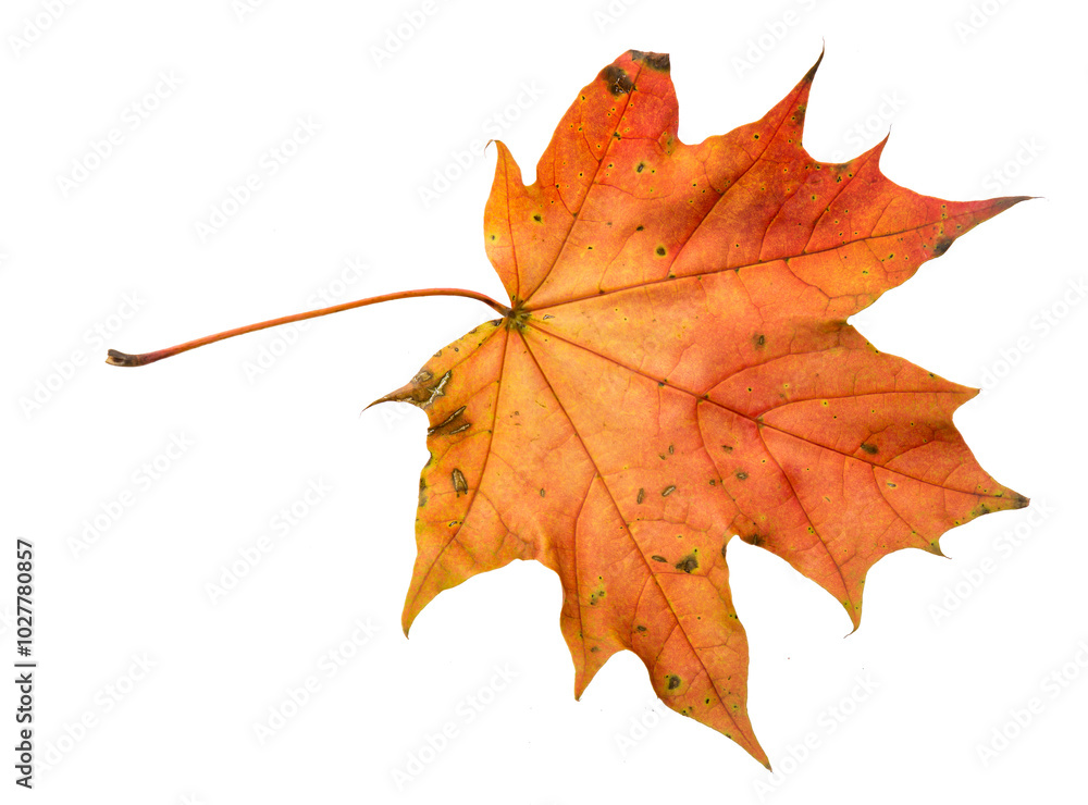Fototapeta premium Autumn leaf of orange maple tree isolated on a white background