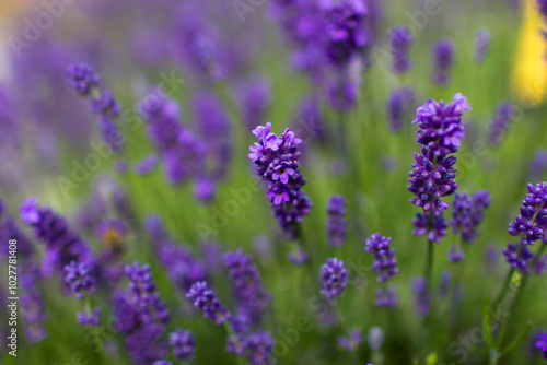 lavender flowers in the garden