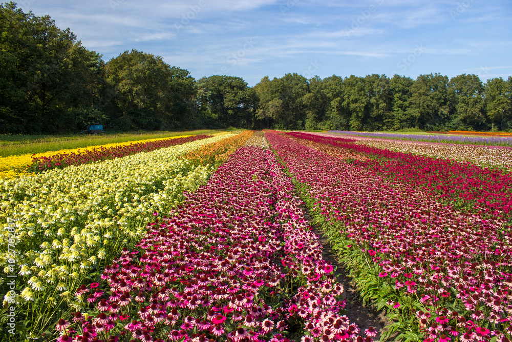flower field - rudbeckia, echinacea flowers in the Netherlands flower field - rudbeckia, echinacea flowers in the Netherlands