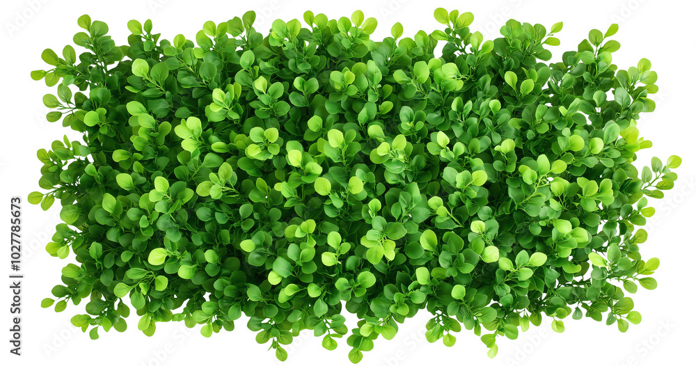 A Garden boxwood hedge wall, green leaves on transparent background cutout, PNG file. Mockup A Garden boxwood hedge wall, green leaves on transparent background cutout, PNG file. Mockup