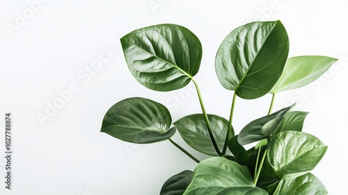 Chic houseplant with rich, textured green leaves isolated on a pristine white background photo