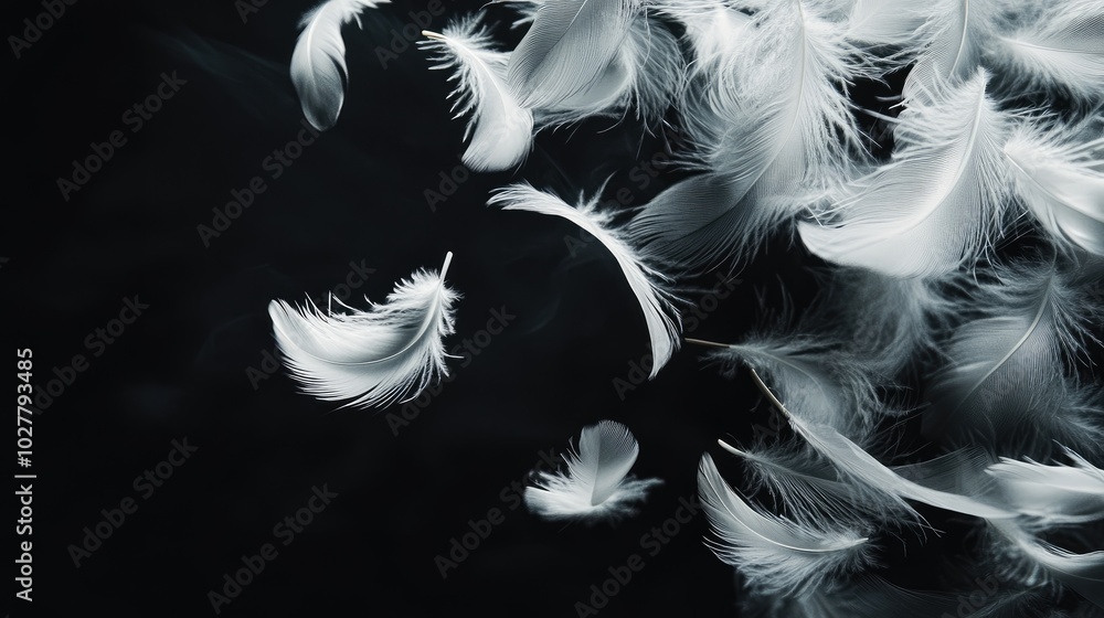Fototapeta premium Elegant white feather with soft shadows, set against a dark black backdrop for a dramatic effect