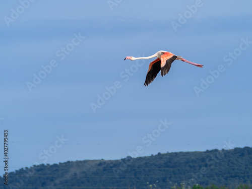 Pink flamingo flying with blue sky