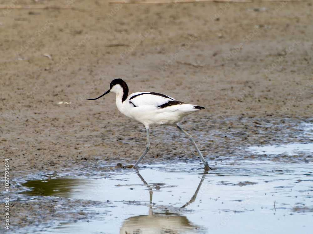 Common avocet walking in a lagoon Common avocet walking in a lagoon
