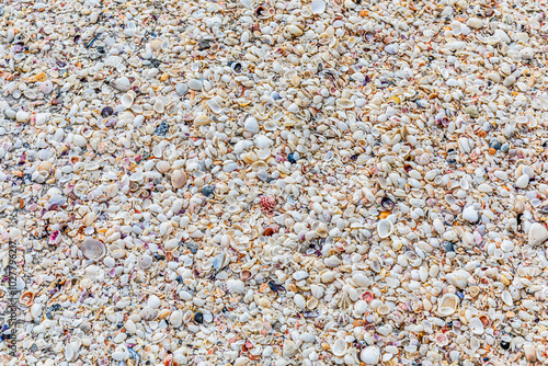 Shells on the Beach Naples Florida