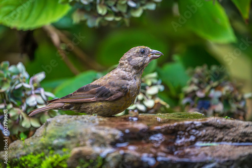 Red Crossbill (Loxia curvirostra) photo