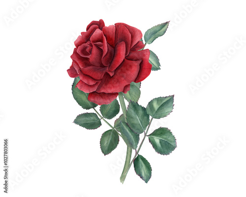 Vintage realistic dark red rose, green leaves on stem watercolor floral illustration. Romantic garden flower for wedding arrangement, bridal shower, birthday card, poster
