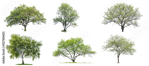 alder tree set transparent photo