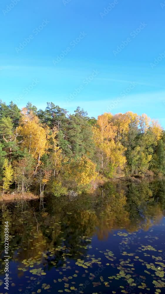 Aerial pan view of blue calm lake in autumn with yellow birch and aspen trees with fall foliage Aerial pan view of blue calm lake in autumn with yellow birch and aspen trees with fall foliage