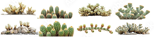 cholla cactus collection - isolated transparent cacti