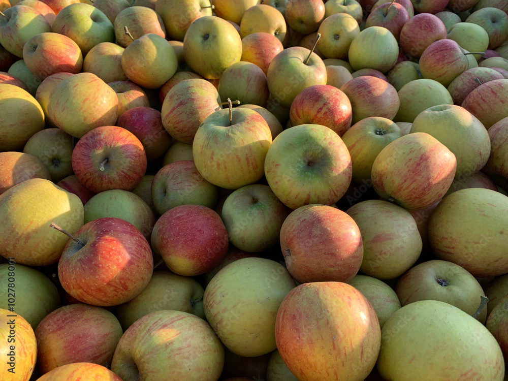 Bright apple harvest pattern. Ripe red and green apples close-up. Perfect for agricultural and harvest projects Bright apple harvest pattern. Ripe red and green apples close-up. Perfect for agricultural and harvest projects
