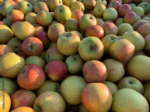 Bright apple harvest pattern. Ripe red and green apples close-up. Perfect for agricultural and harvest projects