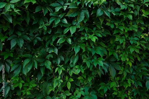 Wild grape vine leaves bloom. Copy and text space. Ornamental grape green leaves pattern. Young grape vine leaves covering the wall. Natural green background of young green leaves.