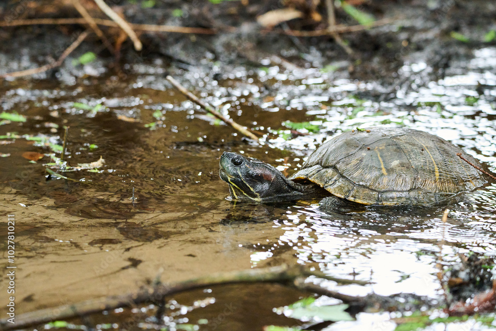 Eastern box turtle in the mud Eastern box turtle in the mud