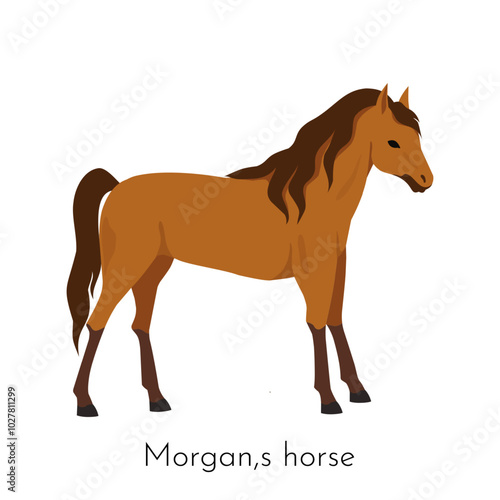 Morgan horse. Equine purebred breed. Pets dressage. Racehorse or western ranch. Pedigree mammal. Thoroughbred stallion. Equestrian race. Farm stable. Horsy species. Vector domestic animal