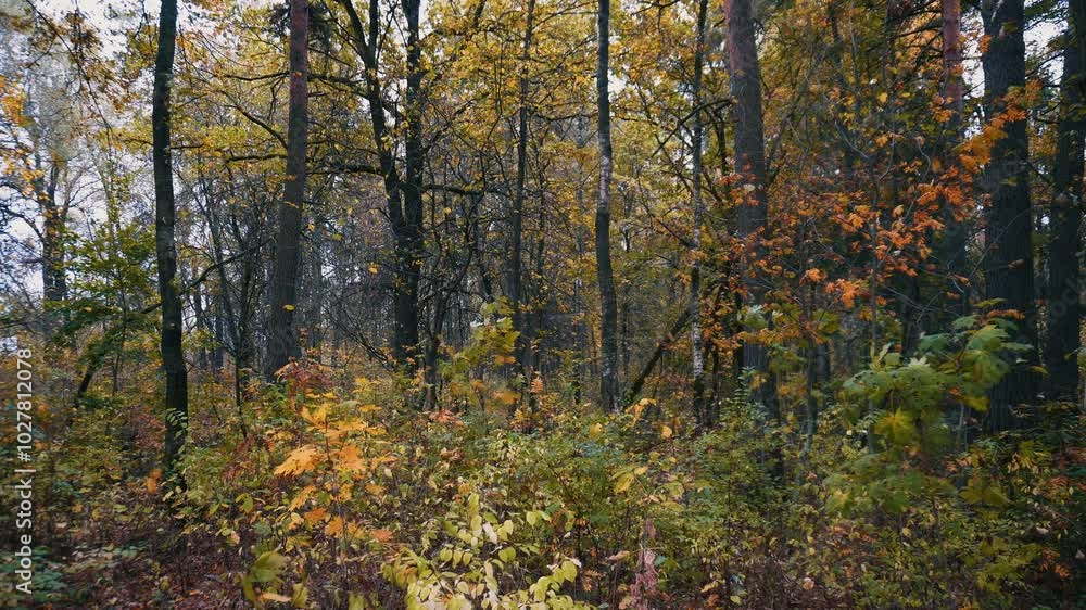 Leaf fall in autumn October wood. Yellow and red leaves fall and fly in the wind. Autumn forest landscape. Beautiful wild autumn forest.