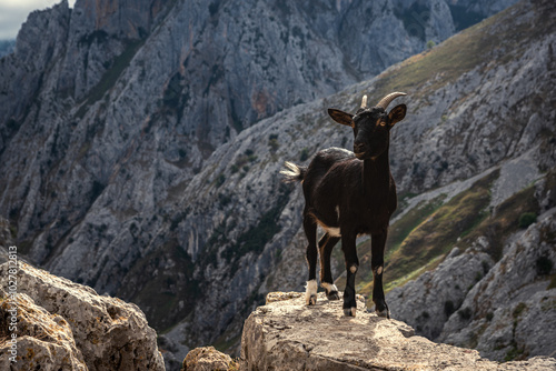 The goat in the rock